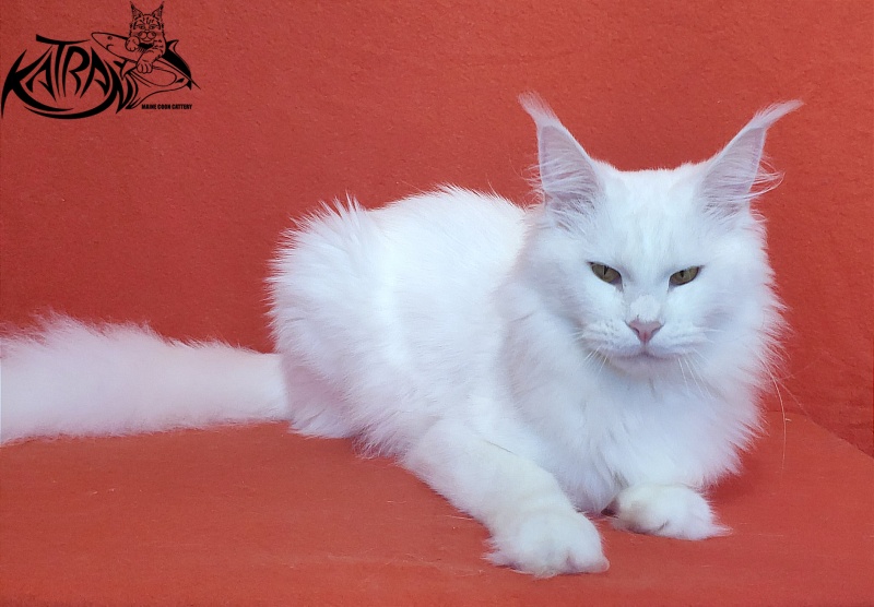 Faydark Nayade - Adult maine-coon 1 year 6 months 1.5 week