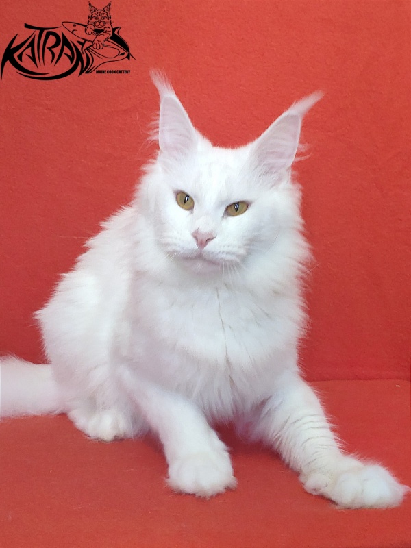 Faydark Nayade - Adult maine-coon 1 year 6 months 1.5 week