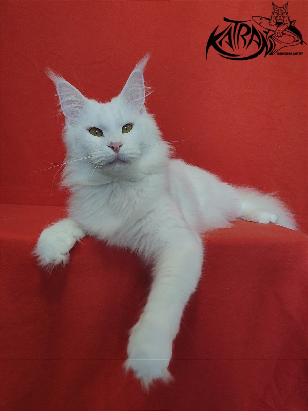 Faydark Nayade - Adult maine-coon 1 year 6 months 1.5 week