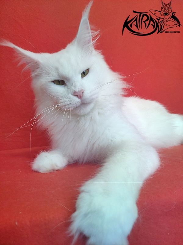 Faydark Nayade - Adult maine-coon 1 year 6 months 1.5 week