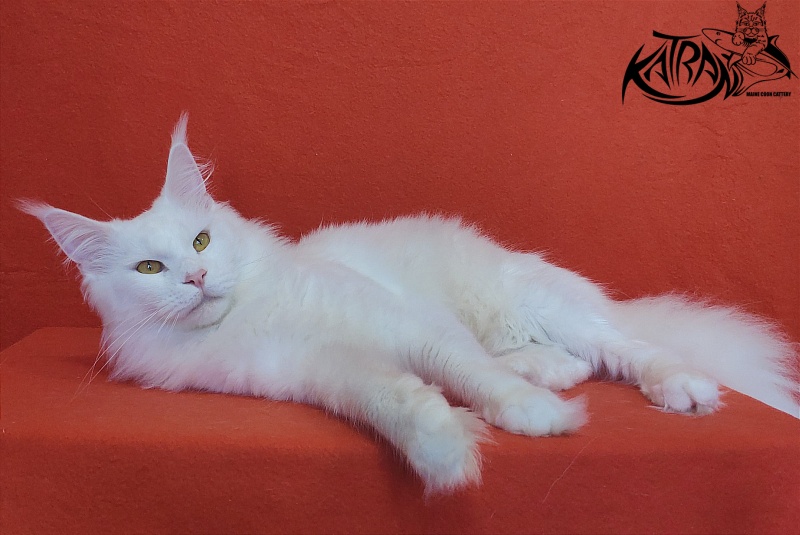 Faydark Nayade - Adult maine-coon 1 year 6 months 1.5 week