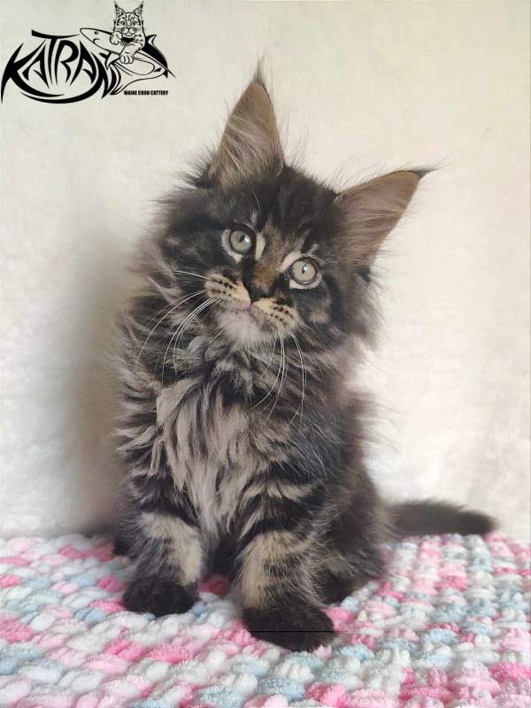 Katran Rose - Kitten maine-coon 1 month 2.5 weeks