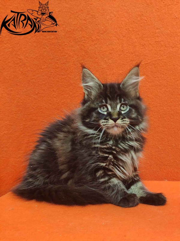 Katran Rose - Kitten maine-coon 2 months