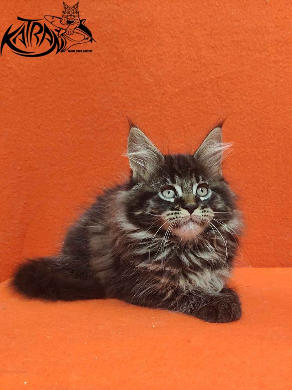Katran Rose - Kitten maine-coon 2 months