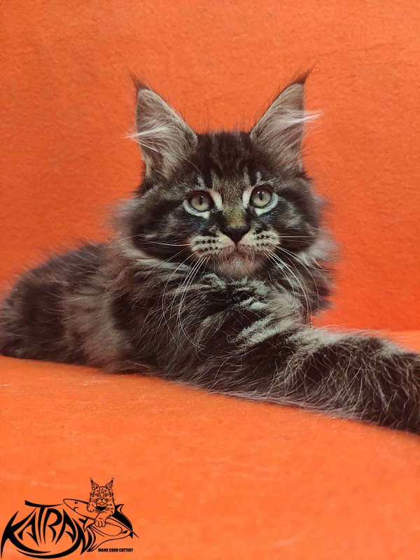 Katran Rose - Kitten maine-coon 2 months