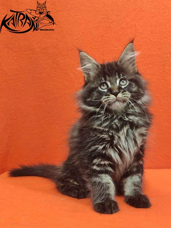Katran Rose - Kitten maine-coon 2 months