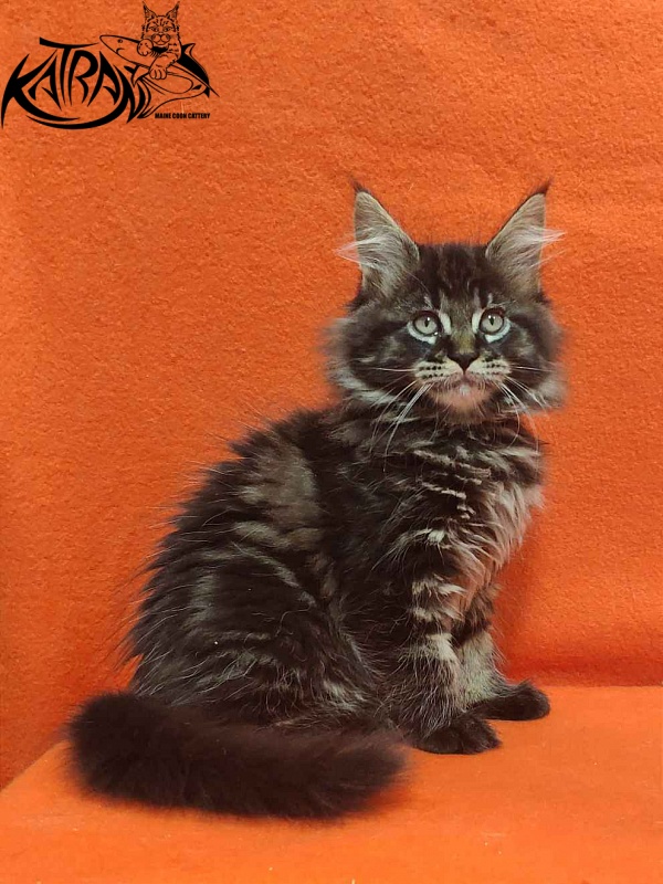 Katran Rose - Kitten maine-coon 2 months