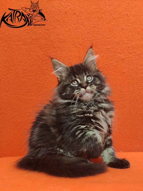 Katran Rose - Kitten maine-coon 2 months