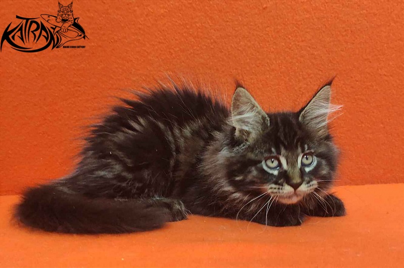 Katran Rose - Kitten maine-coon 2 months