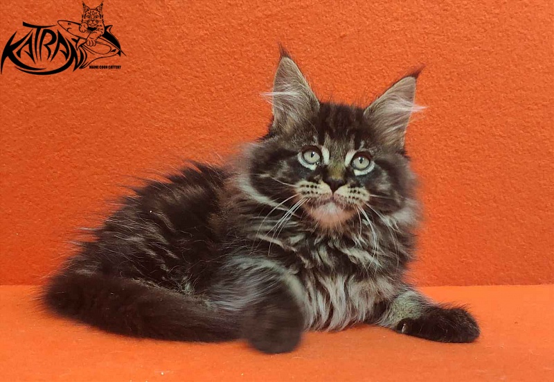 Katran Rose - Kitten maine-coon 2 months