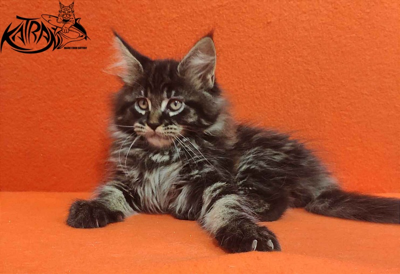 Katran Rose - Kitten maine-coon 2 months