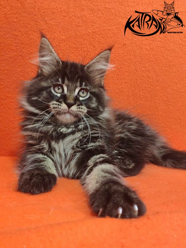 Katran Rose - Kitten maine-coon 2 months