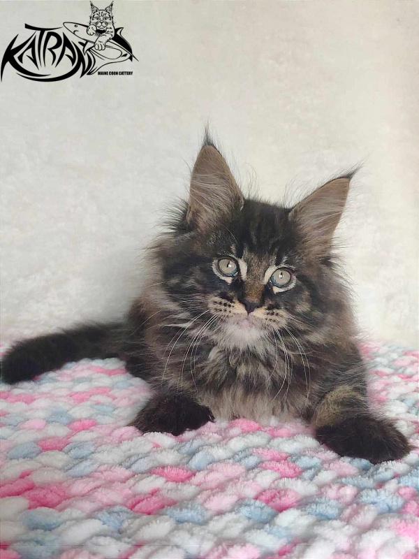 Katran Rose - Kitten maine-coon 1 month 2.5 weeks