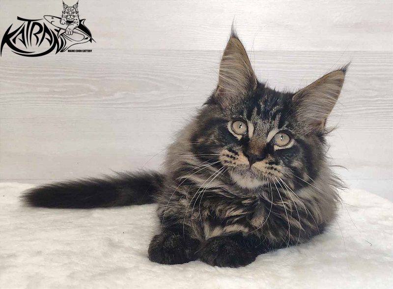 Katran Rose - Kitten maine-coon 3 months