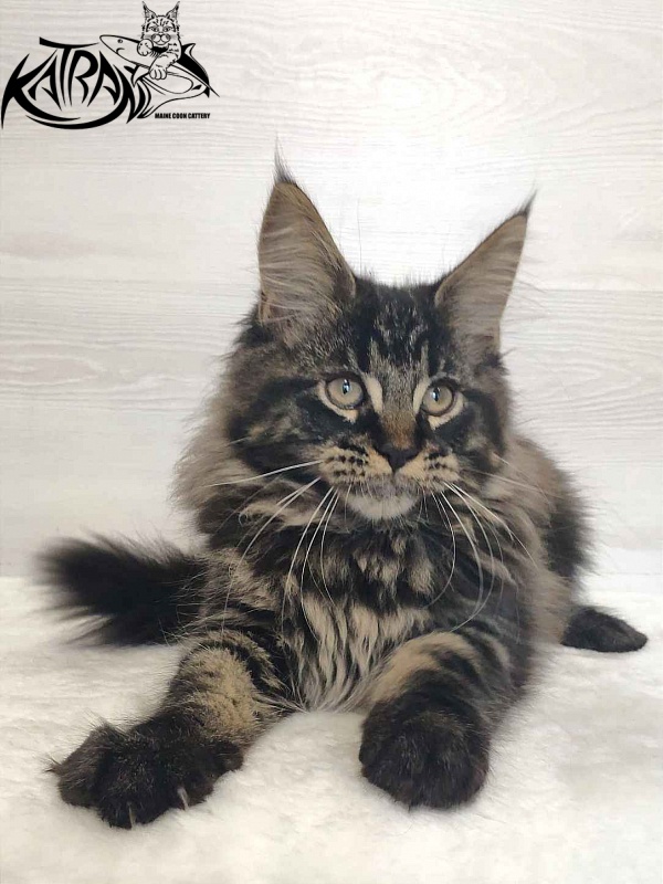 Katran Rose - Kitten maine-coon 3 months