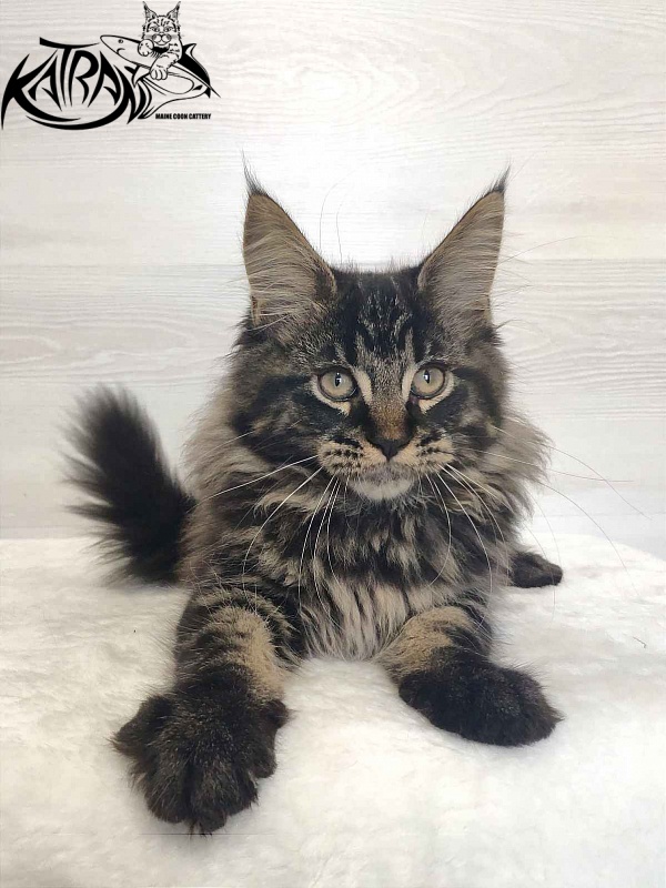Katran Rose - Kitten maine-coon 3 months