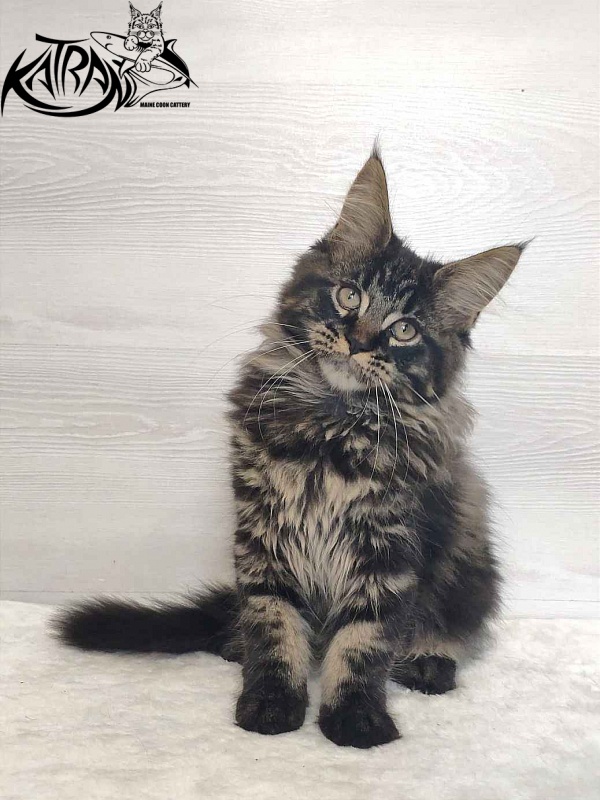 Katran Rose - Kitten maine-coon 3 months