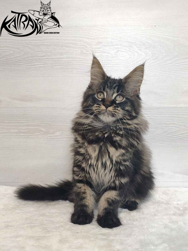 Katran Rose - Kitten maine-coon 3 months
