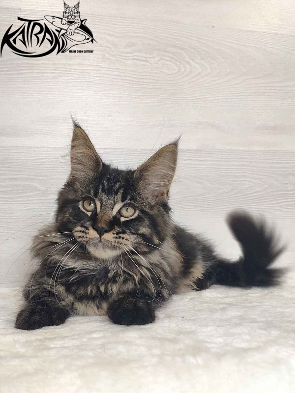 Katran Rose - Kitten maine-coon 3 months