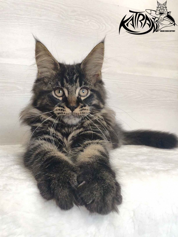 Katran Rose - Kitten maine-coon 3 months
