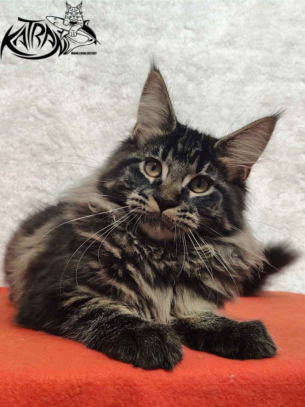 Katran Rose - Kitten maine-coon 4 months