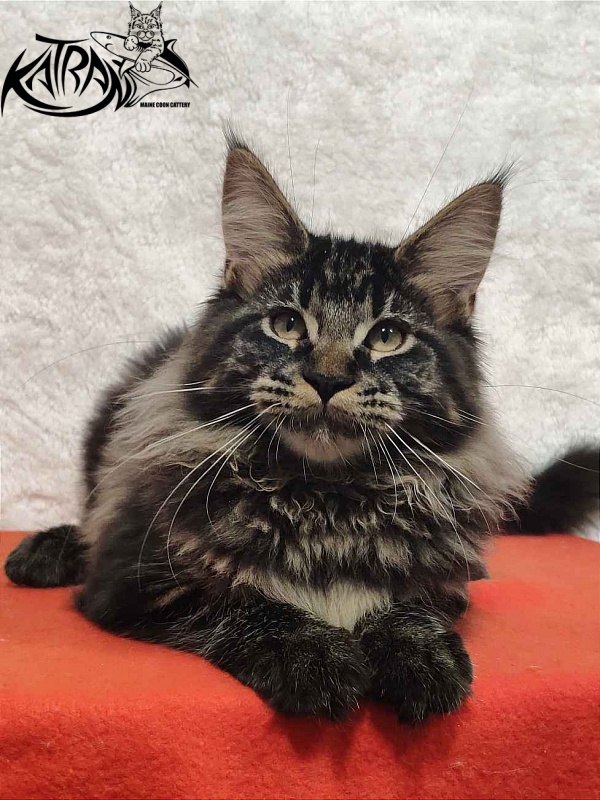 Katran Rose - Kitten maine-coon 4 months