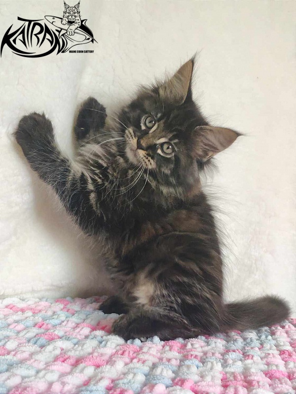 Katran Rose - Kitten maine-coon 1 month 2.5 weeks