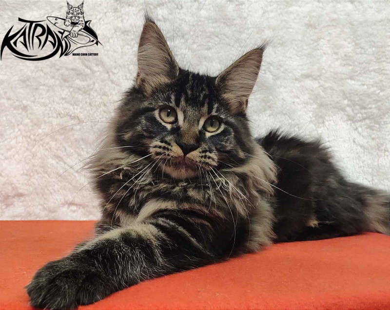 Katran Rose - Kitten maine-coon 4 months