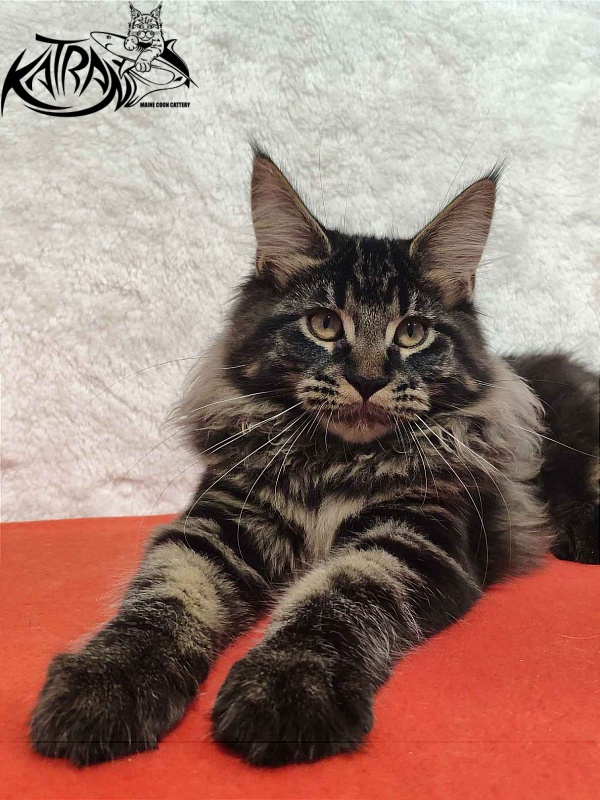 Katran Rose - Kitten maine-coon 4 months