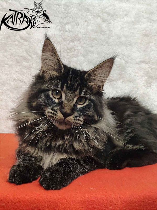 Katran Rose - Kitten maine-coon 4 months