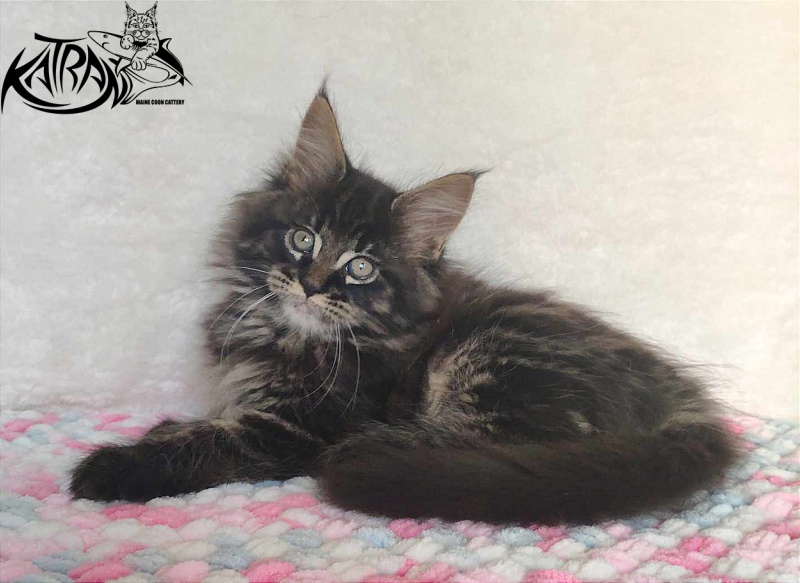 Katran Rose - Kitten maine-coon 1 month 2.5 weeks