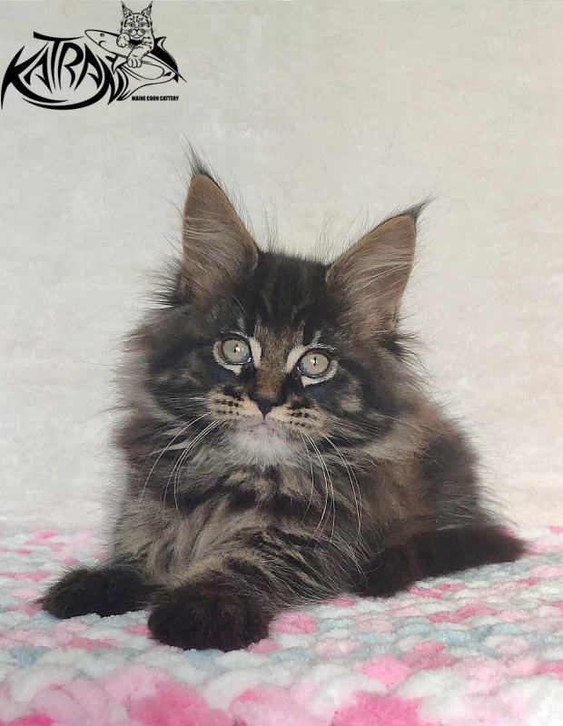 Katran Rose - Kitten maine-coon 1 month 2.5 weeks