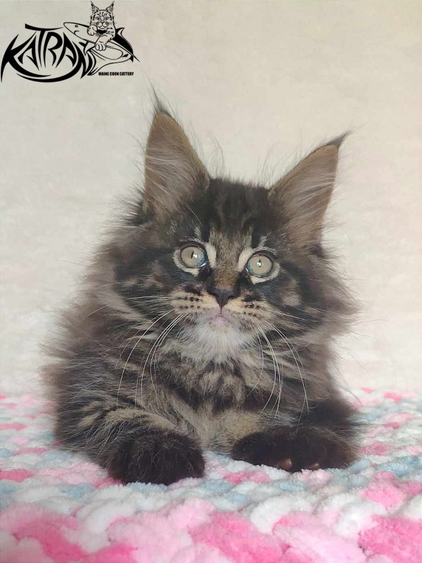 Katran Rose - Kitten maine-coon 1 month 2.5 weeks