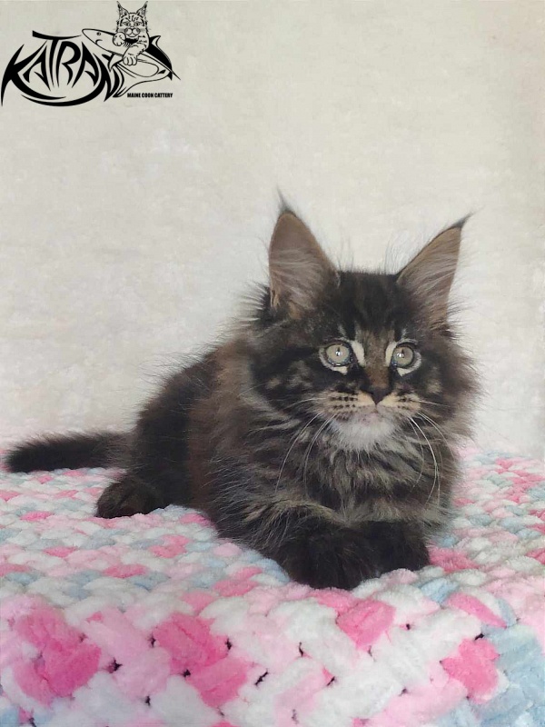 Katran Rose - Kitten maine-coon 1 month 2.5 weeks