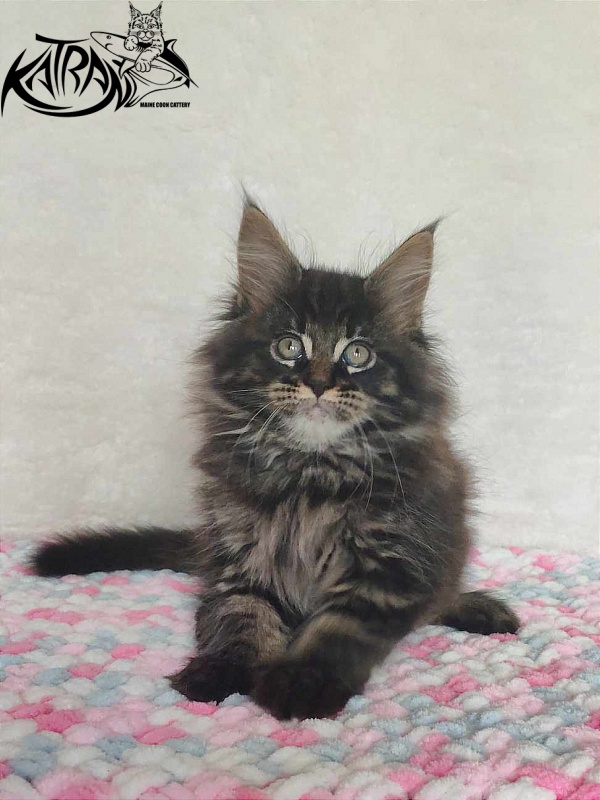 Katran Rose - Kitten maine-coon 1 month 2.5 weeks