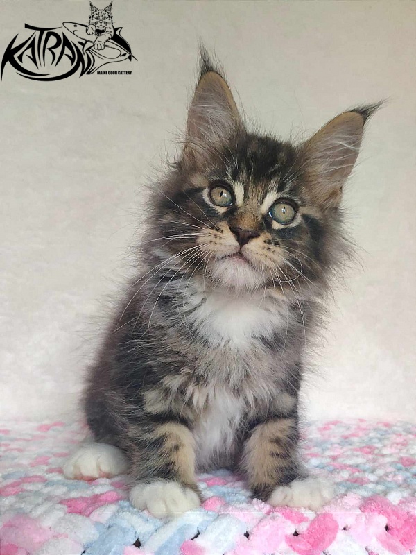 Katran Rick - Kitten maine-coon 1 month 2.5 weeks