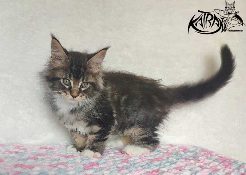 Katran Rick - Kitten maine-coon 1 month 2.5 weeks