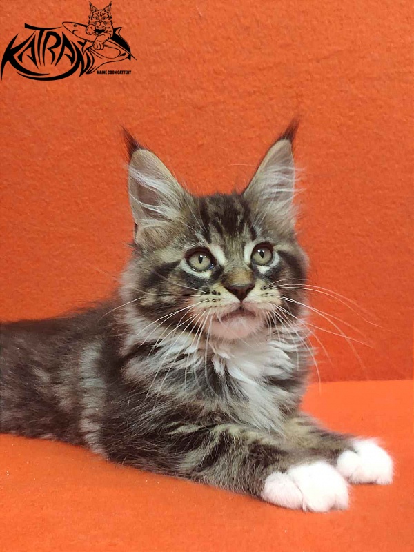 Katran Rick - Kitten maine-coon 2 months