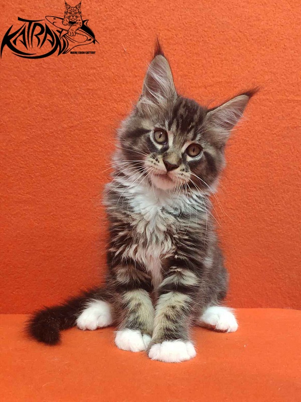 Katran Rick - Kitten maine-coon 2 months