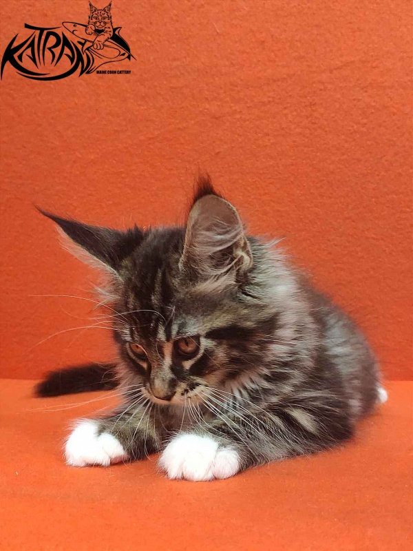 Katran Rick - Kitten maine-coon 2 months