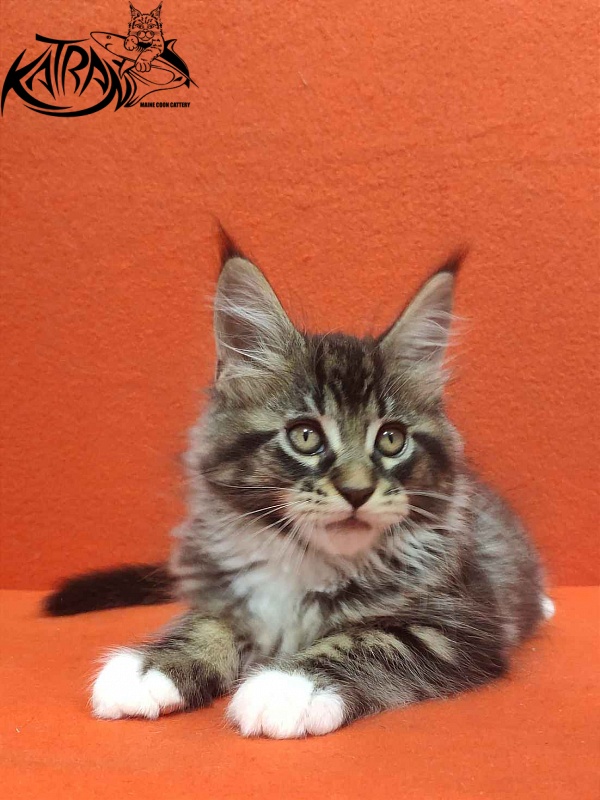 Katran Rick - Kitten maine-coon 2 months