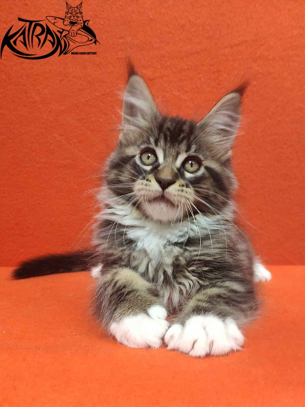 Katran Rick - Kitten maine-coon 2 months