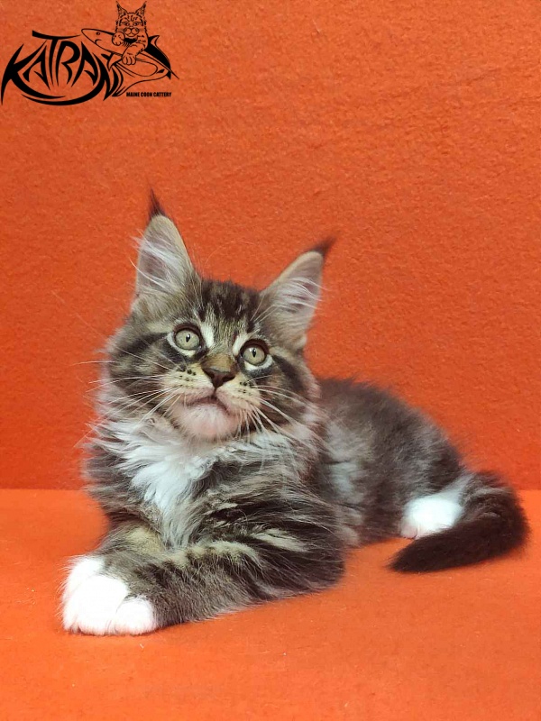 Katran Rick - Kitten maine-coon 2 months