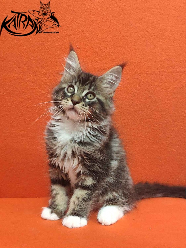 Katran Rick - Kitten maine-coon 2 months