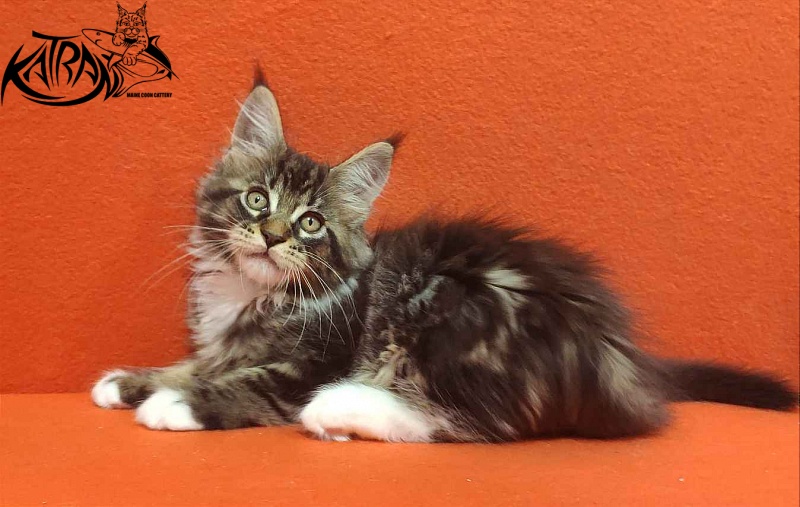 Katran Rick - Kitten maine-coon 2 months