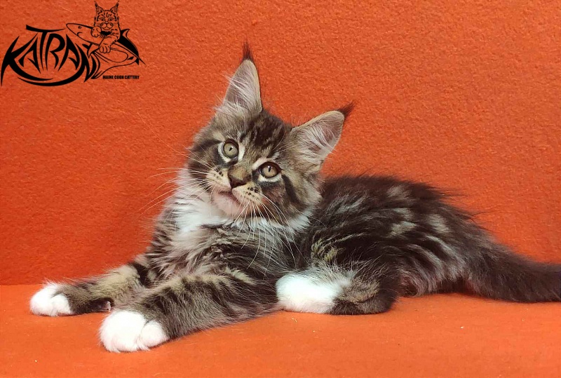 Katran Rick - Kitten maine-coon 2 months