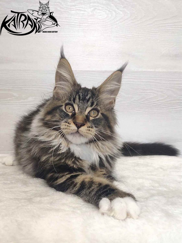 Katran Rick - Kitten maine-coon 3 months