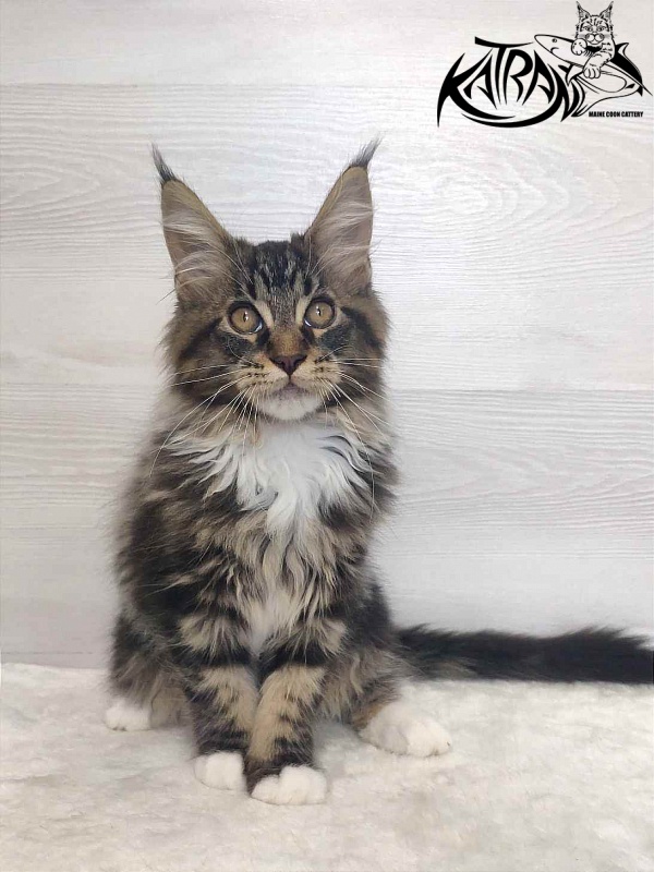 Katran Rick - Kitten maine-coon 3 months