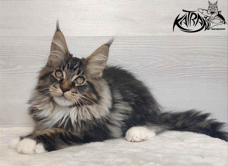 Katran Rick - Kitten maine-coon 3 months