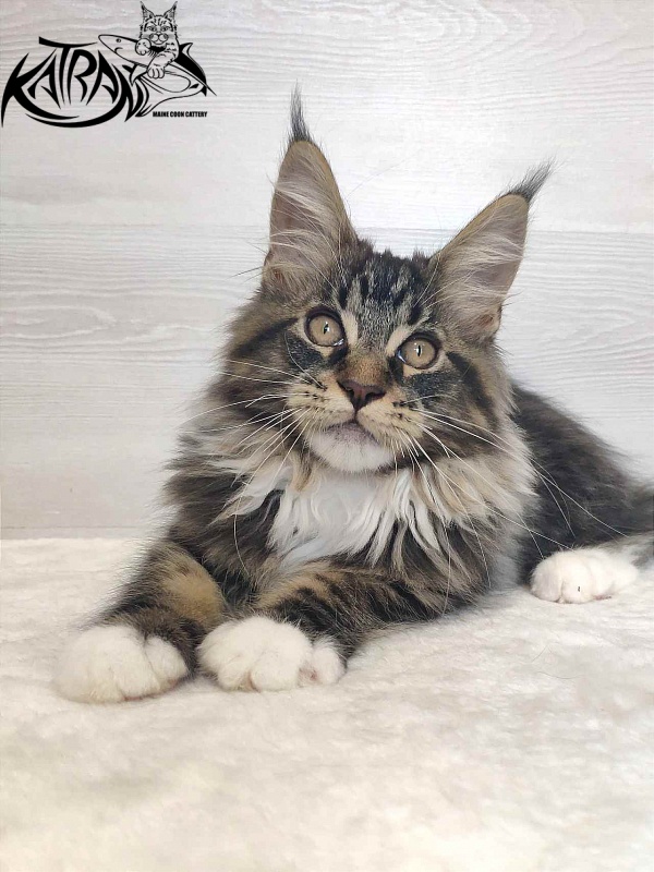 Katran Rick - Kitten maine-coon 3 months